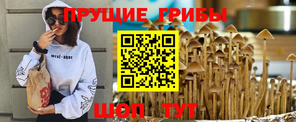 Псилоцибиновые грибы Psilocybe  Вход с VPN  Псилоцибиновые грибы Psilocybe  Алексин 